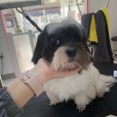 멍키매직 이미지