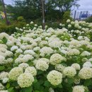 화순IC광주방향(광주) | 화순 남산공원 수국, 7월 전남 꽃구경 가볼만한곳 야경까지 즐긴 후기