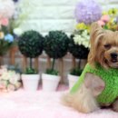 개 이쁘개 이미지