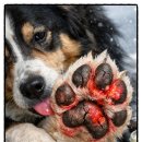 펫119 | 겨울철 거칠어진 댕댕이 발바닥 강아지 보습제 우프서울 에브리씽 펫 밤으로 젤리 철통보안!