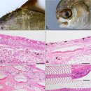 무점매가리 Trachinotus blochii의 Vibrio ponticus와 V. harveyi 이미지