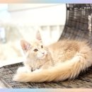 쿤 | 이태원메인쿤고양이분양 성공 후기