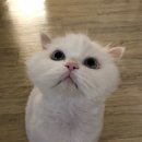 펫바라기 | 인천 근처 고양이 화장/ 고양 일산 &#39;펫바라기&#39; 솔직한 후기