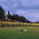 대박펫살롱 이미지