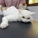 쥬디캣(Judy Cat) 이미지