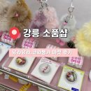 강릉 소품샵 유라유라,코와붕가 마켓 후기