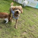 맑은오늘 애견유치원&호텔 이미지