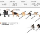 퍼피가든 이미지