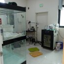 대형애견 이미지