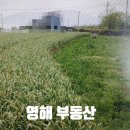 영해공인중개사 사무소 이미지