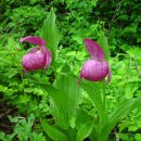 복주머니 이미지