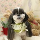 루루퍼피 이미지