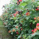 둔내농장 이미지