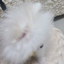 형덴탈 | 🐶 드디어 첫 산책! 유봉펫 H형 하네스 착용 후기 &amp; 포메라니안 4개월 리치의 귀여운 첫 외출기💛