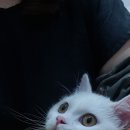 블링블링펫 이미지