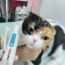 고양이무마취미용 무냥무냥 대구점 | 대구고양이미용 무마취미용 전문샵 대구무냥무냥 미용 전후 변화 솔직 후기