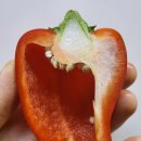 명문농장 | 농라 명문농장 파프리카 후기