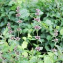 번천리마을 이미지