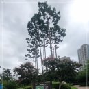 첨단산업클러스터단지4호공원 이미지