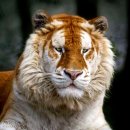 Golden Tiger 이미지