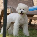 개두방정 이미지