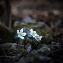 향일암 변산바람꽃 이미지