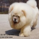 차우차우