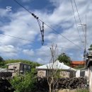 서쪽에서(귤이네) 이미지