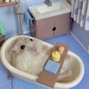 혼목쌀롱 이미지