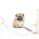 봄봄펫살롱 이미지