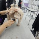 성장과공감교육컨설팅학원 | 동탄애견미용학원 6개월 차 수강 후기