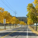 국도24호선가로수 이미지