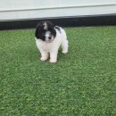 LOVING PET 이미지