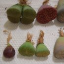 아우레아커피 이미지