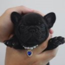 넥서스켄넬 이미지