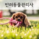 반려동물 관리사 이미지