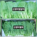 열무,얼갈이.스낵오이.호박잎.케일 주문 받습니다. 이미지