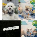 위드뚜뚜 | 위드뚜뚜, 아산 애견미용실 1:1 케어의 차이를 단번에 느껴라