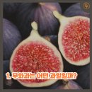 달콤한무화과나라