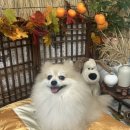 하쯔 베이커리 이미지