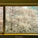 삼덕정보통신(주) | 실시간 대구에서 가장 예쁜 핫플 벚꽃 카페 삼덕