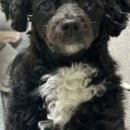 애니티코리아 이미지