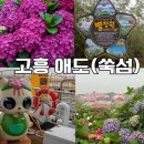 "여기 제주 아니었어?" 6월이면 수국으로 뒤덮이는 고흥 쑥섬 실시간 개화상태 여행후기
