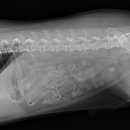 대흥동물병원 이미지