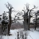 고목나무 이미지