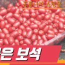 공룡나라 친환경 보리수농장 이미지