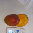 최운기 | 부산 강소농 SNS 체험단의 애플망고농장 방문 후기[문영식 금사랑농원]