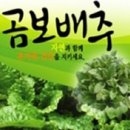 건강: 곰보배추(冬生草)의 효능 이미지