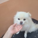 빛나개살롱 이미지