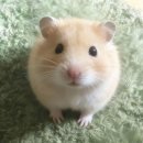붐업